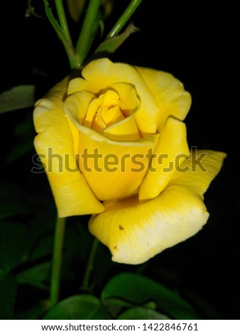 natural beautiful yellow rose plant