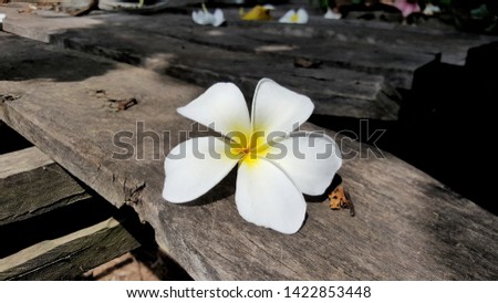 White plumeria flowers in Thailand