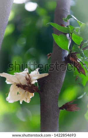 White Asoka flower on the Asoka tree with green and blurred background.