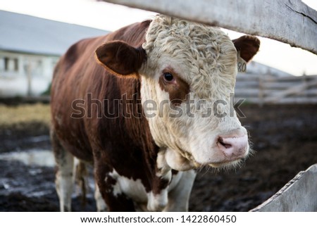 the calf looks over the fence