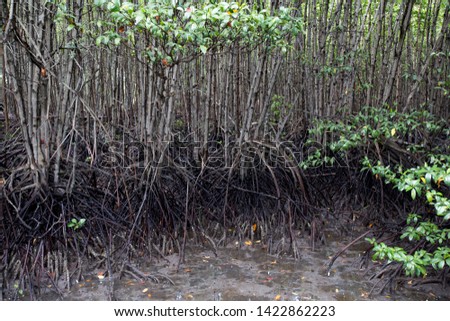 Mangrove trees along the mangrove forest