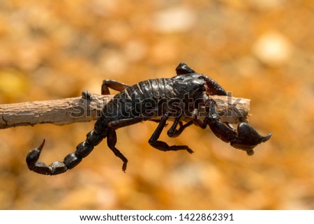 Emperor scorpion is a species of scorpion native to rainforests and savannas in VietNam - Image 