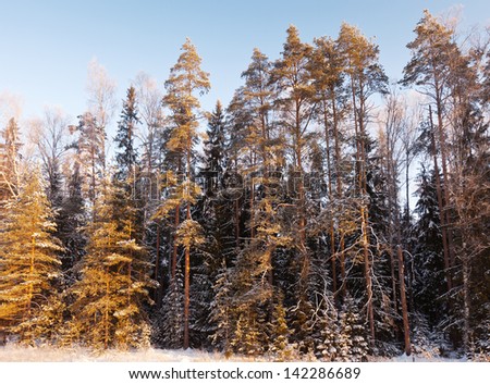 winter landscape with  pine forest