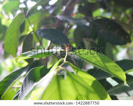 red ants on green leaves