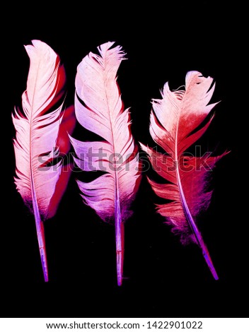 Bird feather bright color isolated on black background.