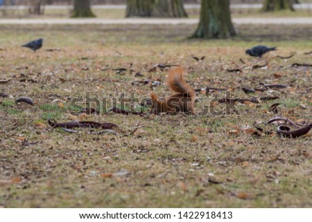 a little redheaded squirrel in the park is looking for food