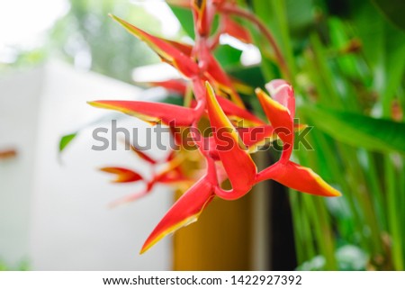 Tropical flower in South east asia collection.Red Heliconia rostrata inflorescence (lobster-claws, toucan peak, wild plantains or false bird-of-paradise) 