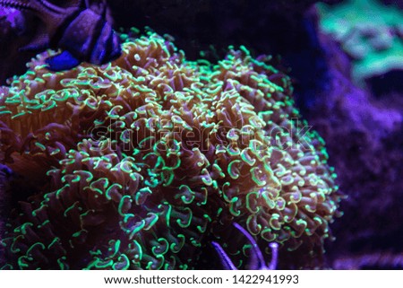 Colorful tropical corals in darkness