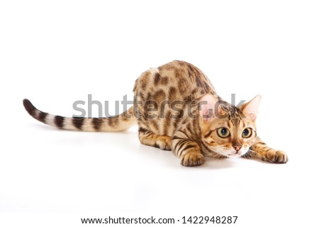Red Bengal Cat Kitten plays (isolated on white)