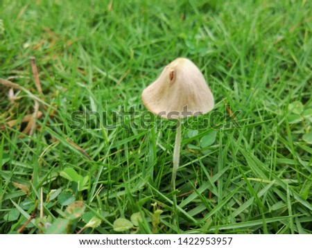 Forest mushroom in the green grass. Nature view background