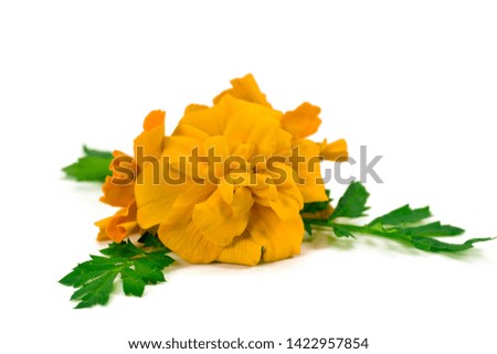 Marigold flowers isolated on white background 