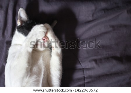 Top view Cat , Cat with two paw cover his face that look like he feel sleepy in the morning with copy space.