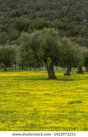 Countryside landscape with olive trees grove in spring season with colorful blossom of wild yellow flowers