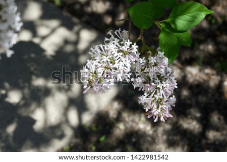Close up view of late-blooming pink and white Korean lilac flowers