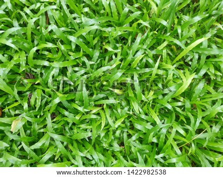 Nature spring grass,green grass background