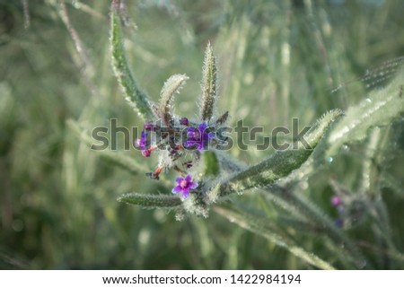 purple flower in green grass