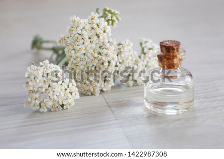 yarrow essential oil bottle with fresh white yarrow flowers on wooden background 