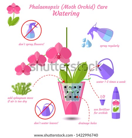 Phalaenopsis moth orchid care flat vector style isolated on white background, how to water orchid plant infographics