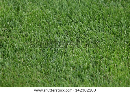 green grass texture or background of golf course and football soccer field