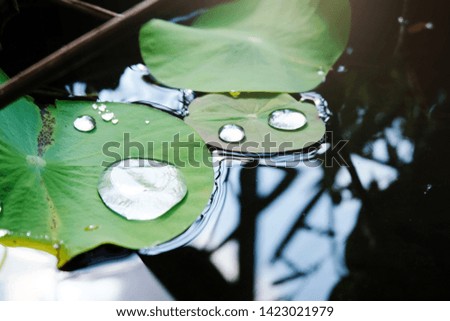 Lotus leafs with drops of water.Natural exotic background.