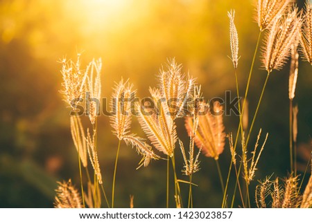 Soft focus of Swollen finger grass with sunlight in blur background. (Chloris barbata plant)