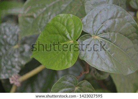 Betel leaf plant growing in the garden