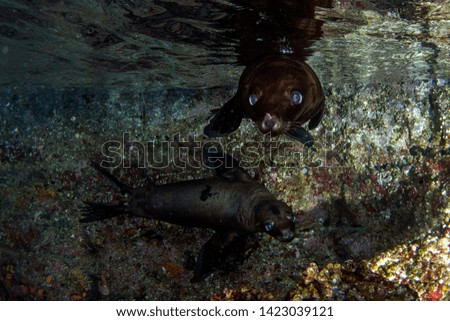 california puppy sea lion seal coming to you underwater 