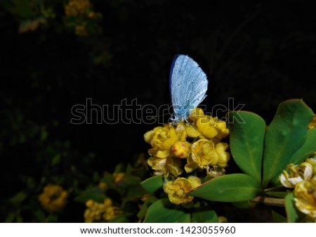 Butterfly showing beauty of nature while sitting on flower.