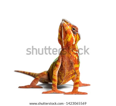 Panther chameleon, Furcifer pardalis looking at camera against white background