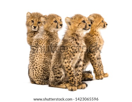 Group of a family of three months old cheetah cubs sitting together