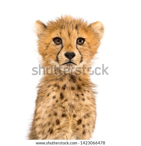 Close-up on a three months old cheetah cubs, isolated on white
