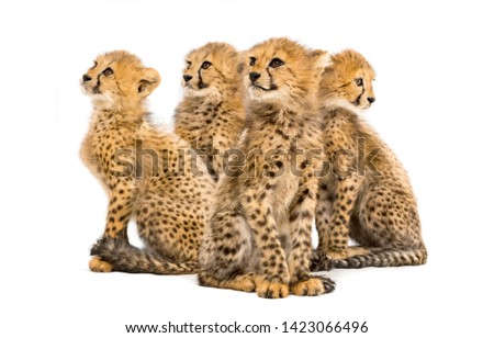 Group of a family of three months old cheetah cubs sitting together
