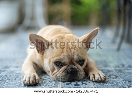 French bulldog posting picture to the camera