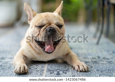 French bulldog posting picture to the camera