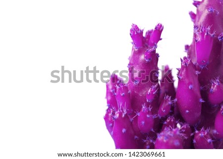 Mini cactus in vivid magenta color on white background with free space for text and design