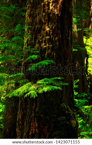 a picture of an exterior Pacific Northwest rainforest with Old growth Western hemlock trees