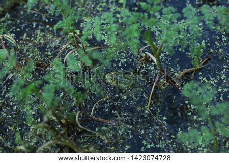 a frog sits in green grass in a swamp, vegetation in a swamp, a green frog in a swamp