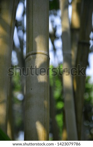 Guangdong, China. Bamboo is a tall tropical plant that is a member of the grass family and has hard hollow stems that are used for making furniture, poles, etc.
