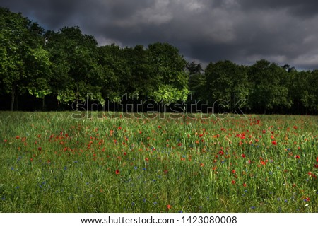 Red poppy flowers and blue cornflowers covered field in Vincennes forest of Paris, France in stormy day. Majestic nature background.