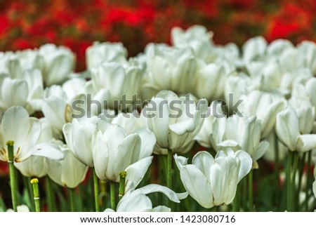 White and red tulips in the countryside.