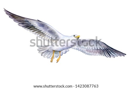 seagull on the fly isolated on white background. Flying bird.
Watercolor. Illustration. Template. Close-up. Clip art. Hand drawn. Hand painted