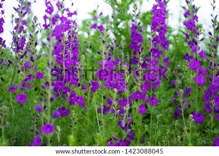 Colorful wild flowers (Consolida ajacis) growing in the springtime countryside. Royalty-Free Stock Photo #1423088045