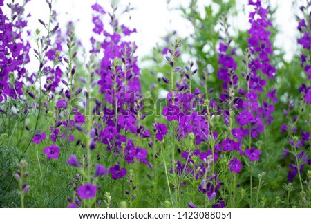 Colorful wild flowers (Consolida ajacis) growing in the springtime countryside. Royalty-Free Stock Photo #1423088054