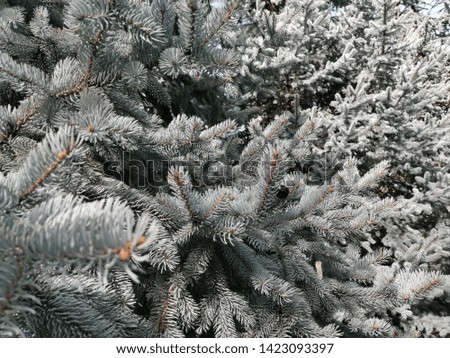 fir pine tree needles close up branches