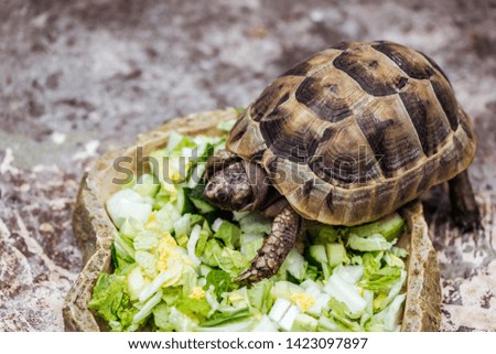cute turtle eating fresh sliced vegetables in stone bowl