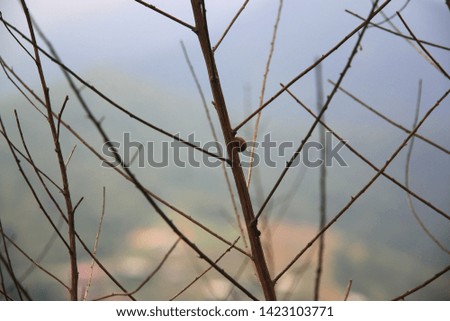 Many brown branches Used as background.