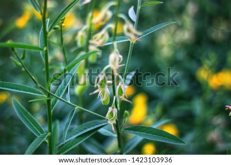 Blurry Sunhemp or Crotalaria juncea flower field. It is a beautiful picture.