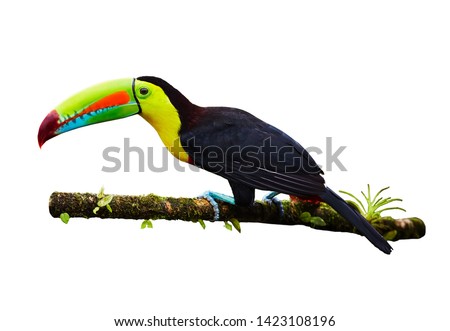Portrait of Keel-billed Toucan (Ramphastus sulfuratus) perched on branch, isolated on white background