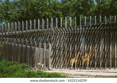 Spotted giraffes in front of the linear wooden fence