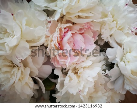 Background of white flowers. White peonies. Macro photo.